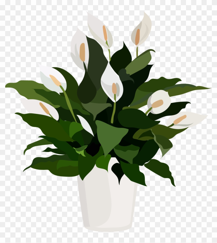 Foliage Plants